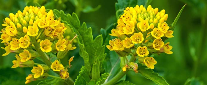 Gelber Steinklee Melilotus officinalis